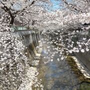 花びらが、神田川の清流に向かって延びる様が超絶景
