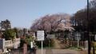 晴天時のソメイヨシノの花が超絶景