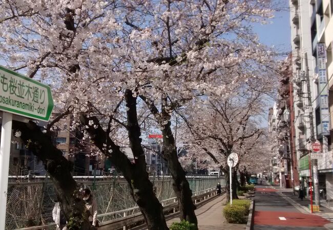 春の全国交通安全運動とすがも染井吉野桜まつり