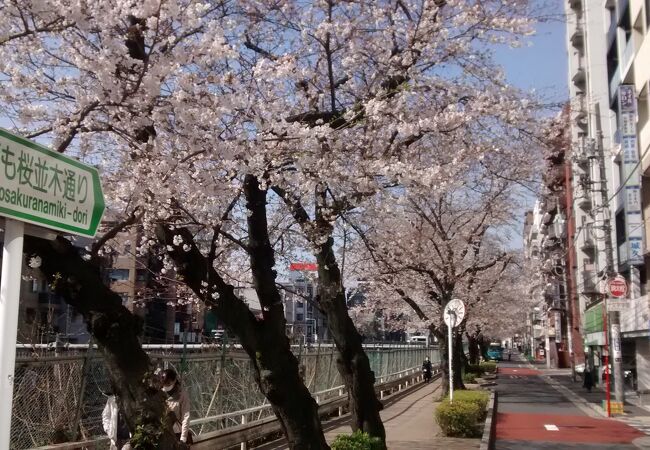 桜まつりの時期と、ソメイヨシノの花の満開時期が一致しないこともある