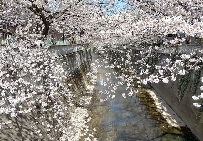 花びらが、神田川の清流に向かって延びる様が超絶景