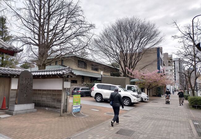 サクラの花の時期に訪問出来て、大感動