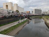 柏尾川の桜並木