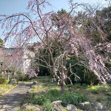 宝蔵院(式部薬師)