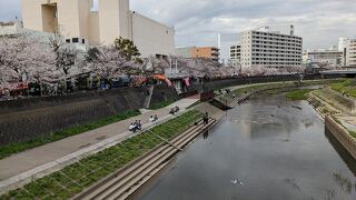 柏尾川の桜並木