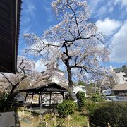 神戸市民の木の糸桜が見事