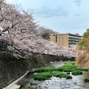 川沿いの桜も楽しめる