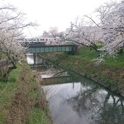 新境川堤は、両岸共に桜が綺麗でした。