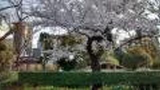 ソメイヨシノが満開