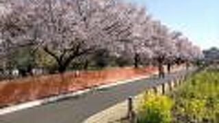 カンザクラの花も最高におすすめです。