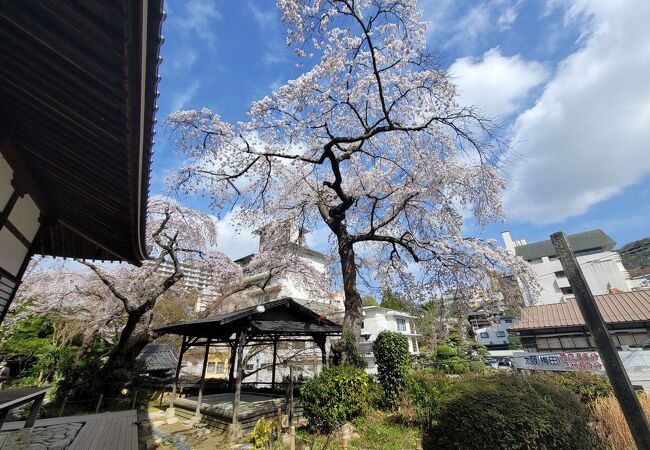 神戸市民の木の糸桜が見事