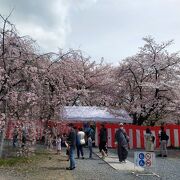 桜の名所。今は桜苑は500円の入場料がかかります
