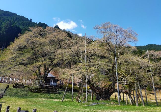 根尾の淡墨桜‼️値段交渉OK です‼️