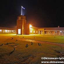 夜のドミトリー前にはクオッカが沢山出没