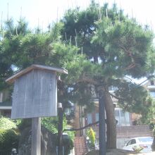 宮本武蔵の決闘の伝説の地に建つ大きな松の木です。