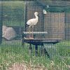 こんなところにコウノトリ！