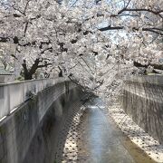 もこもことした花びらが超絶景