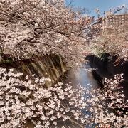 サクラの花が川の水面へ伸びるありさまが超絶景