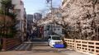 ソメイヨシノの満開