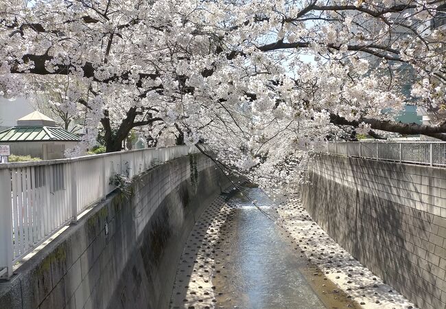 もこもことした花びらが超絶景