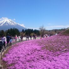 芝桜で彩られたミニ富士山も素敵です