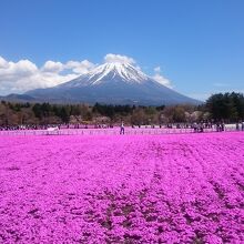 芝桜のピンクと富士山の対比が絶妙！