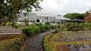 南国のフルーツの木