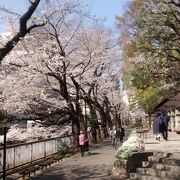 もこもことした花びらが超絶景