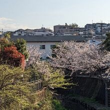 慰霊堂までは上大岡駅近くの桜のプロムナードを通って行きます。