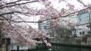 （再訪）見事な桜並木