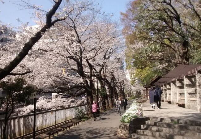 もこもことした花びらが超絶景