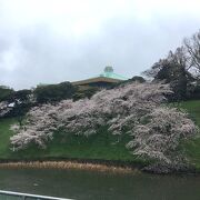 芝生の土手の桜