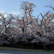 慰霊堂の園内には桜がきれいに咲いていました。