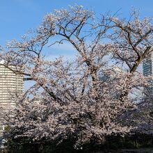 桜越しに眺める上大岡駅方面です。
