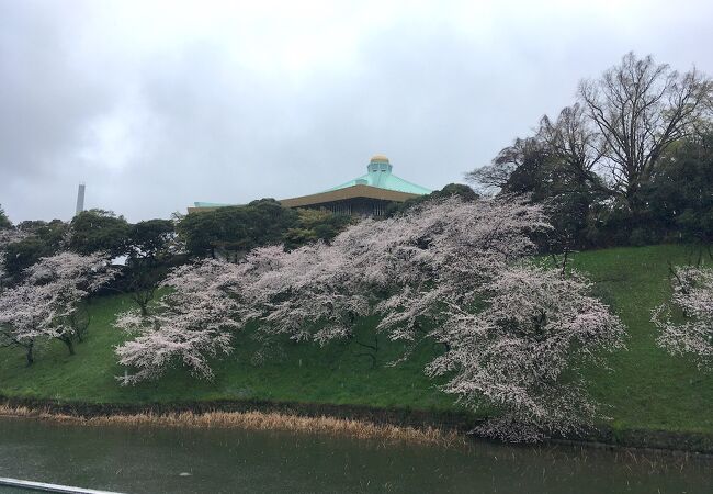 芝生の土手の桜