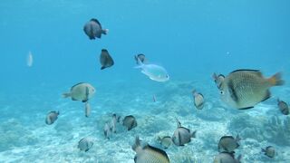 一人で行くには難易度高めな島