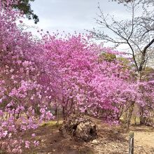 廣田神社(コバノミツバツツジ)