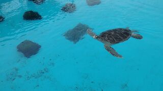海洋博公園 ウミガメ館
