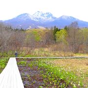 水芭蕉を見てきました。