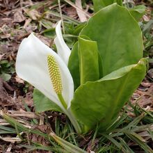 水芭蕉