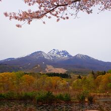 妙高と桜