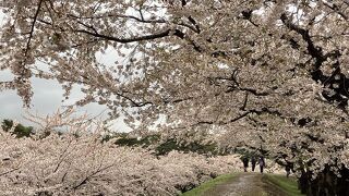 下からの桜、上からの桜、桜三昧