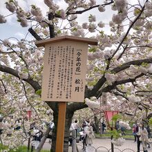 造幣局桜の通り抜け