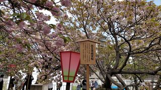 明治時代から続く春の恒例行事