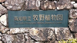 2023年度前期NHK朝ドラ『らんまん』