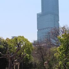 あべのハルカスとキリンコラボ