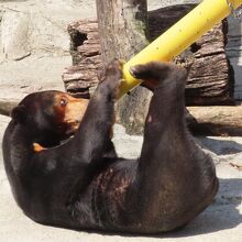 アイドルクマちゃん