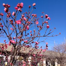 梅ケ枝公園