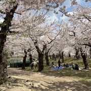 とにかく桜が奇麗でした