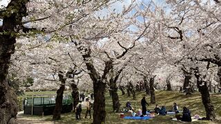 とにかく桜が奇麗でした